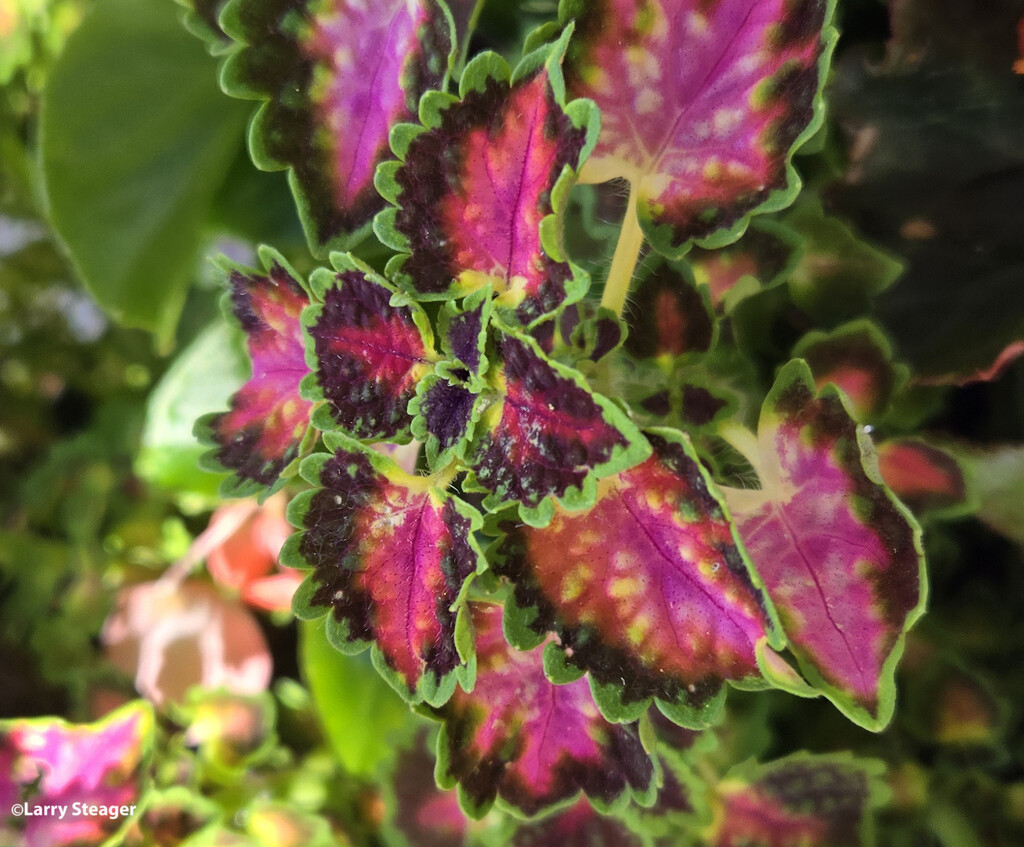 Coleus Lava Rose by larrysphotos