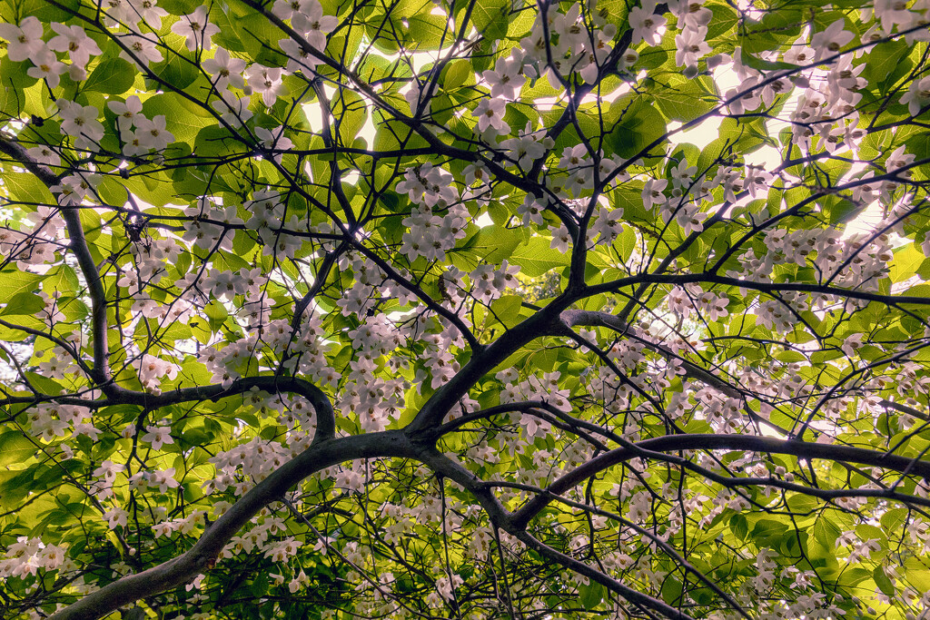 Japanese Snowbell Tree by pdulis