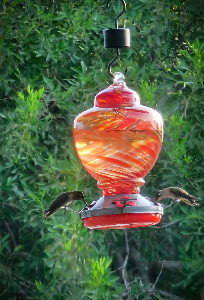 Hummingbird Happy Hour by gothmom1313
