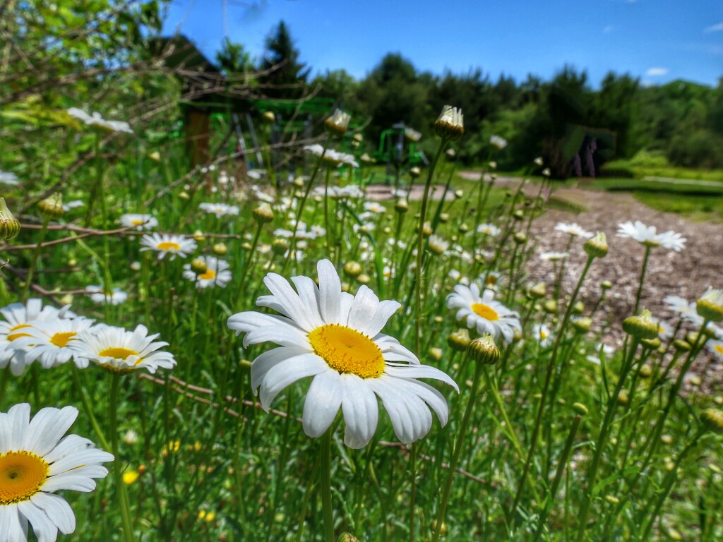 daisies along the way by amyk