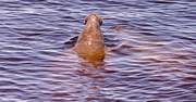 29th May 2024 - Several Manatees Out for a Swim!