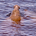 Several Manatees Out for a Swim! by rickster549
