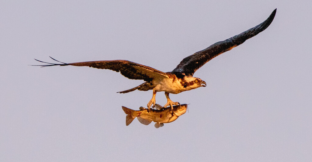 Osprey and Catfish Flying Along! by rickster549