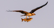 29th May 2024 - Osprey and Catfish Flying Along!