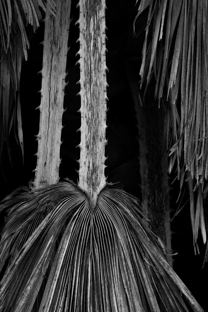 Dead Palm Tree Fronds by nannasgotitgoingon