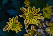 28th May 2024 - 5 28 Chrysanthemum