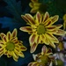 5 28 Chrysanthemum by sandlily