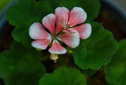 28th May 2024 - 5 28 New Bloom Geranium