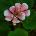 5 28 New Bloom Geranium by sandlily