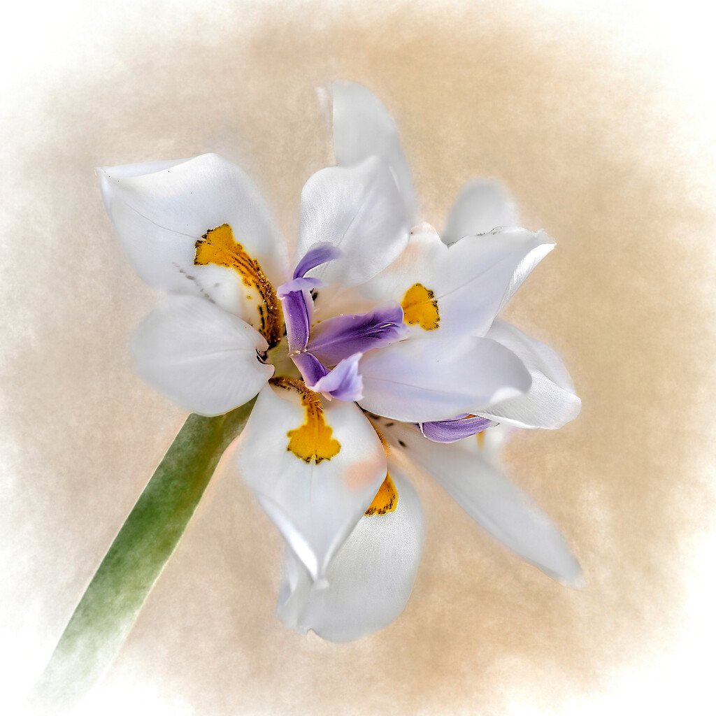 Smudged Iris by ludwigsdiana