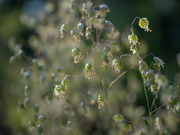 29th May 2024 -  The quaking grasses 