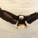 Eagle 2 (painting) by stuart46