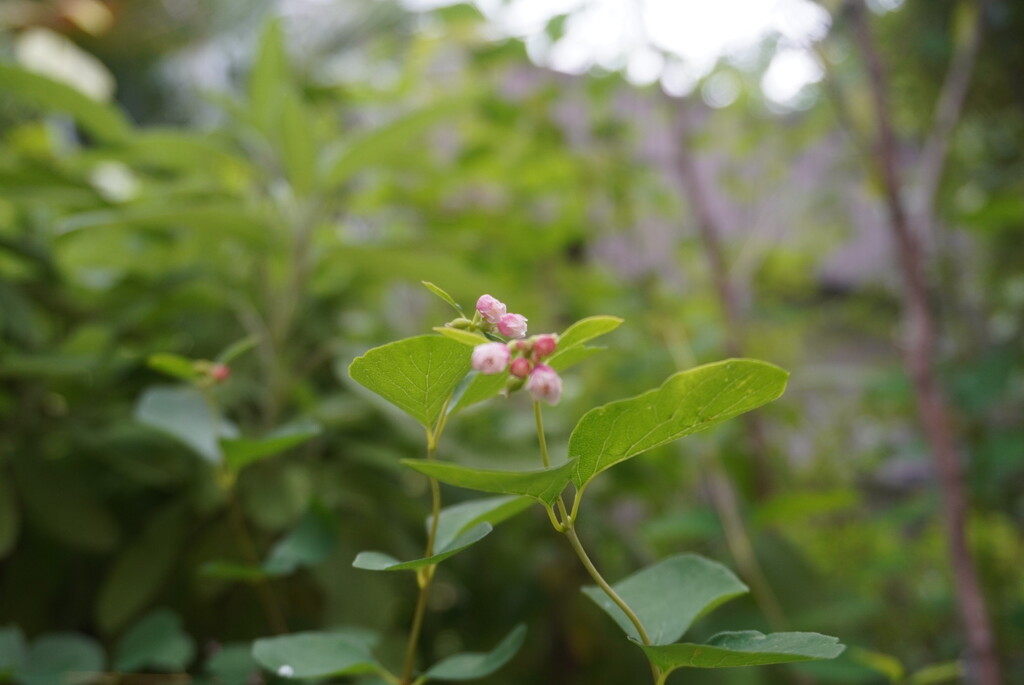 Pretty buds of may… the sound of rain needs no translation. by beverley365