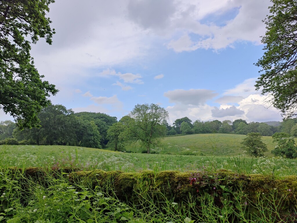 A view from a walk today by roachling