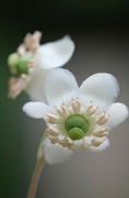 30th May 2024 - Pipsissewa blooms...