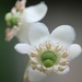 Pipsissewa blooms... by marlboromaam
