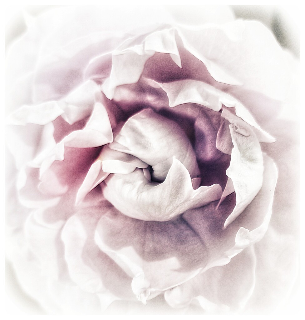 Rosy by aq21