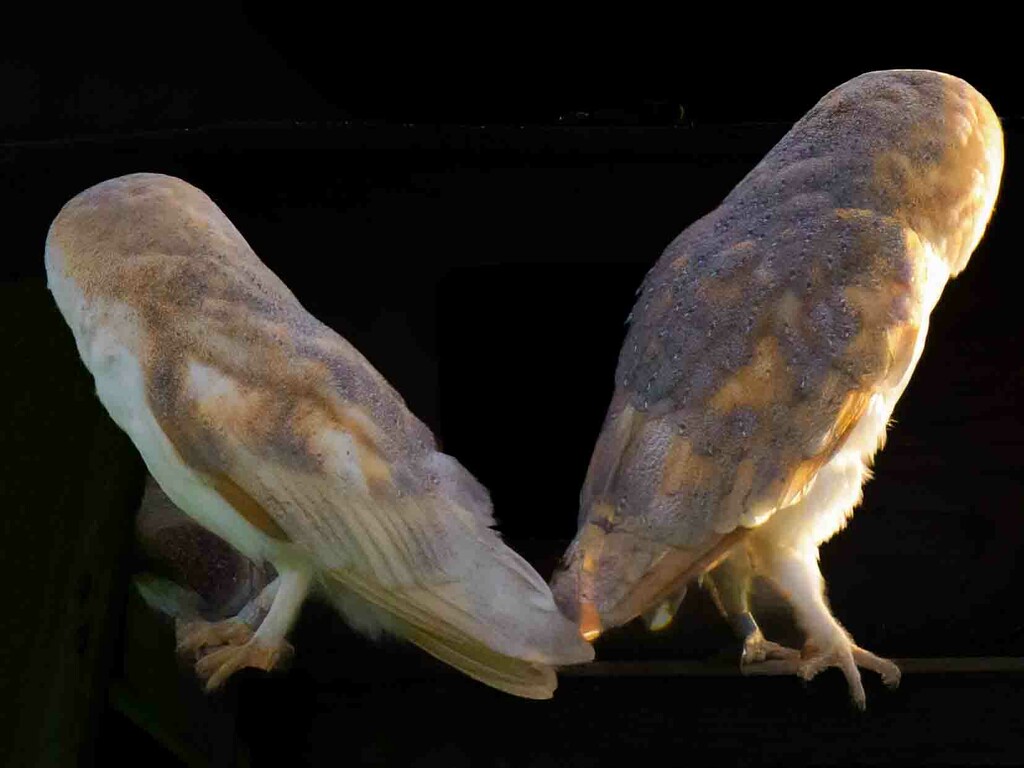 Barn Owls by padlock