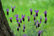 30th May 2024 - French Lavender 