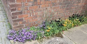 30th May 2024 - Pansies