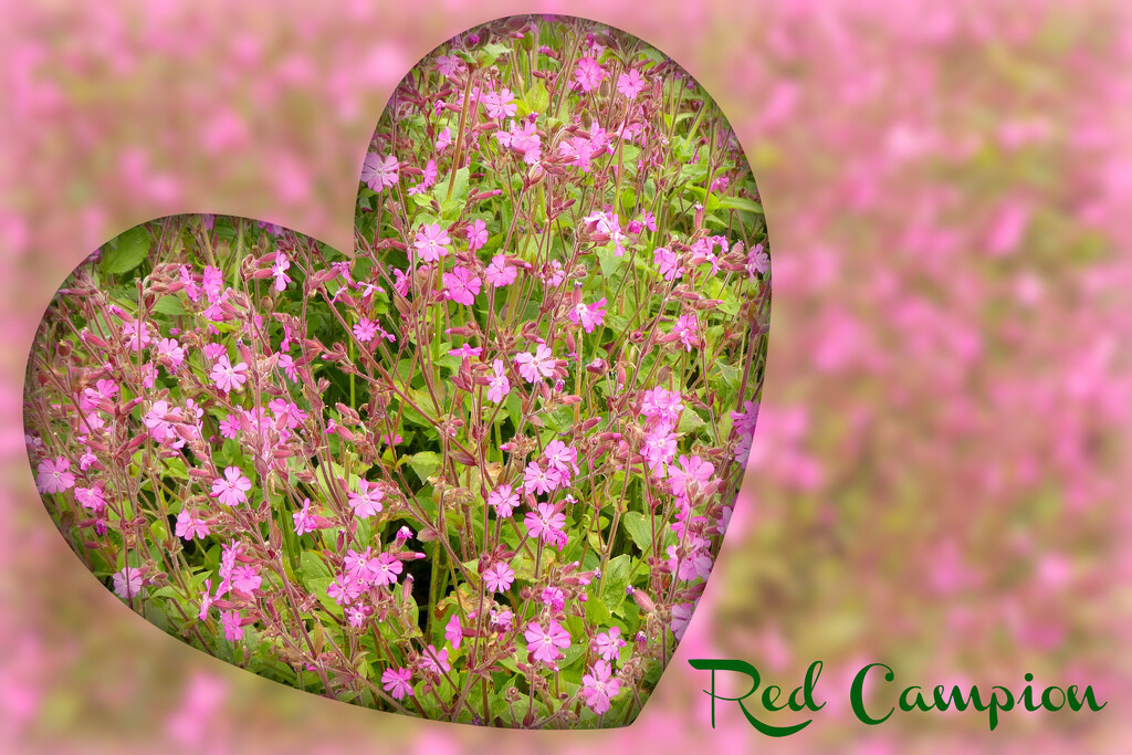Red Campion  by wendyfrost