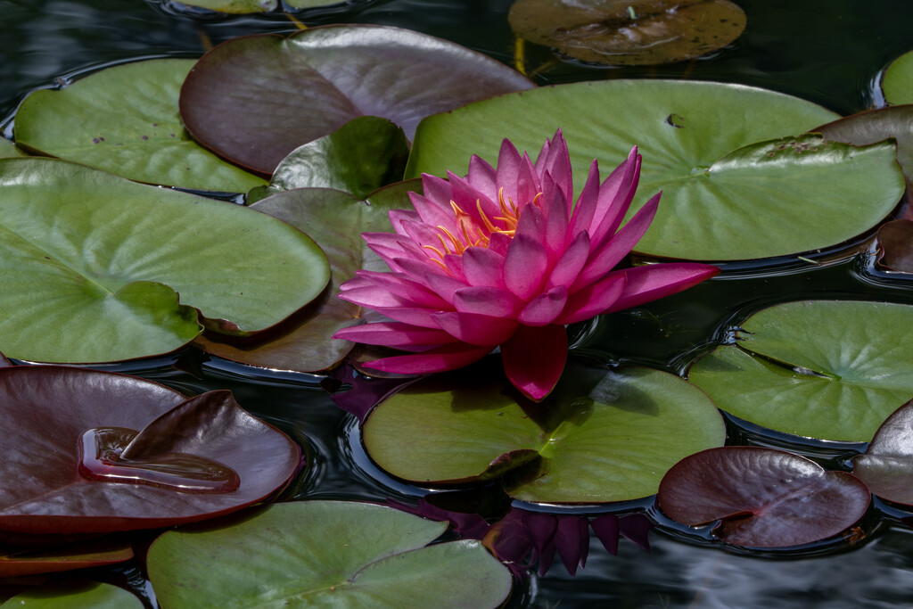 Water Lily by kvphoto