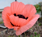 30th May 2024 - Poppy