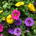 Small petunia flowers by mittens
