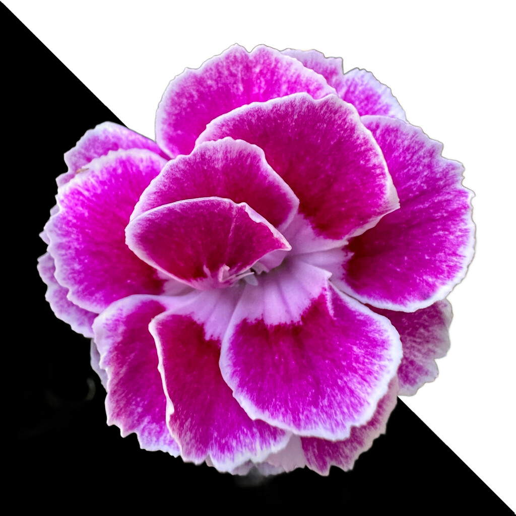 Dianthus on half and half by shutterbug49
