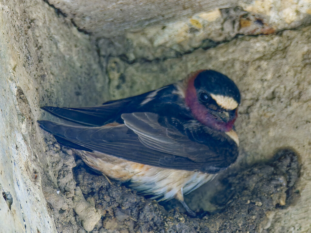 cliff swallow by rminer