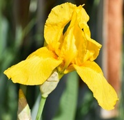 30th May 2024 - Yellow Iris