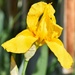 Yellow Iris by bjywamer