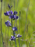 30th May 2024 - tall blue wild indigo