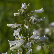 30th May 2024 - Foxglove beardtongue