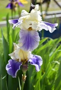 30th May 2024 - A Pretty Iris Pair...