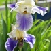 A Pretty Iris Pair... by bjywamer