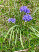 30th May 2024 - Spring Squill