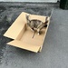 Cat in the Box by pej76