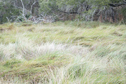 30th May 2024 - Windblown Grasses