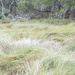 Windblown Grasses by dkellogg