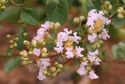 30th May 2024 - Crepe Myrtle