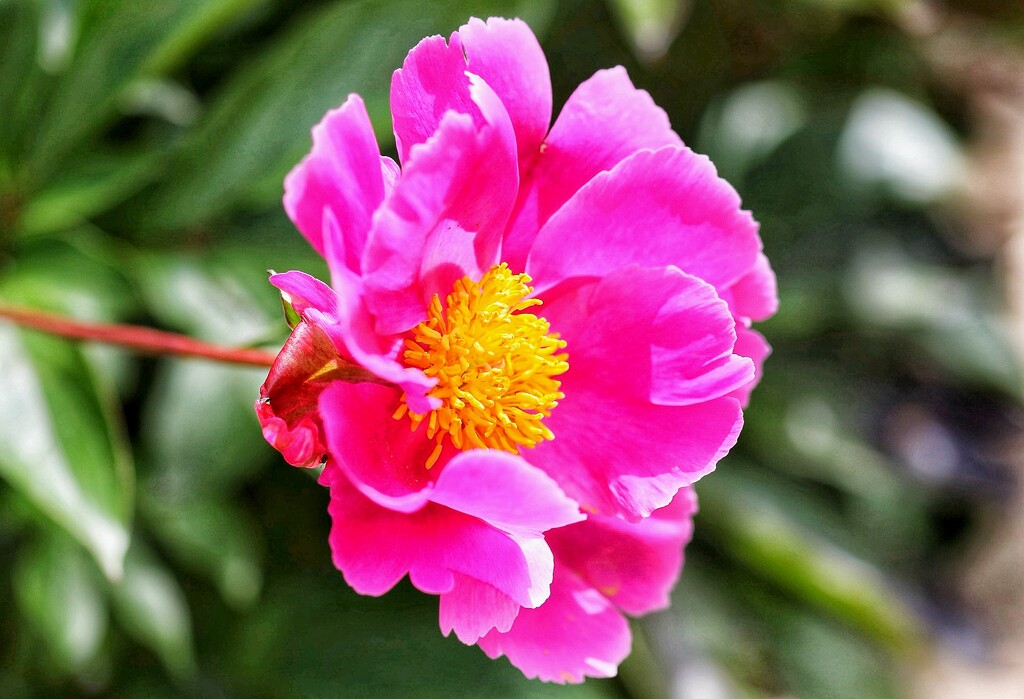 Vibrant Peony by carole_sandford