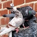 Day 251/366. Three pigeon pile on! 