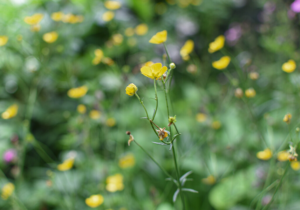 An abundance of buttercups by tiaj1402