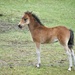 Pretty Young Colt? Or Filly? I Think Filly!