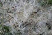16th May 2024 - Thistle fluff...