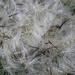 Thistle fluff...