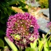 Pollen-covered Bee