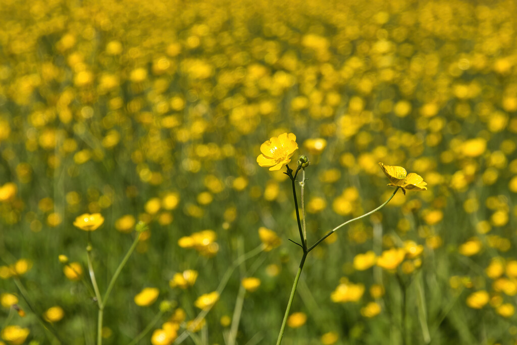 Meadowbloom by gaf005