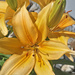 Daylilies up close by larrysphotos